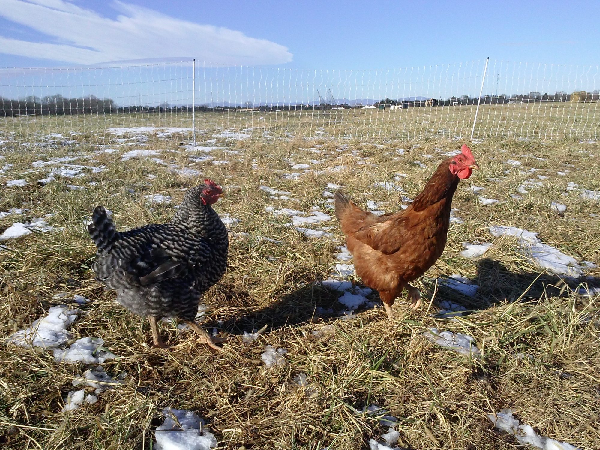 How we get exercise on the farm&hellip;..:-)