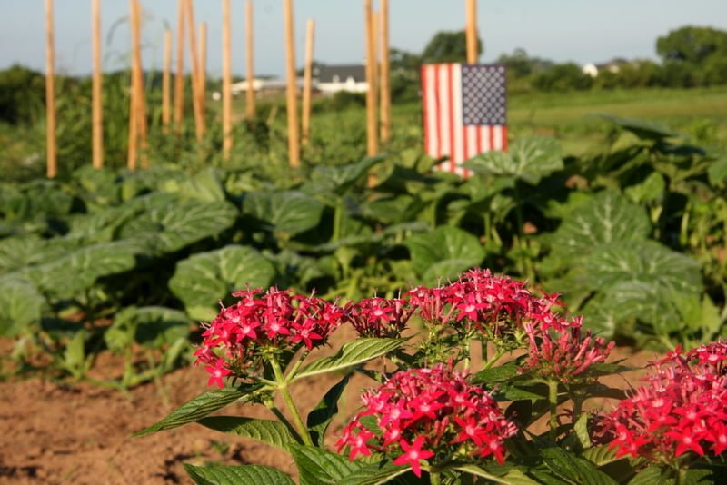 Why Buy Local Cut Flowers