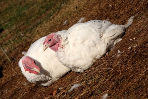 Facts to Remember about Thanksgiving