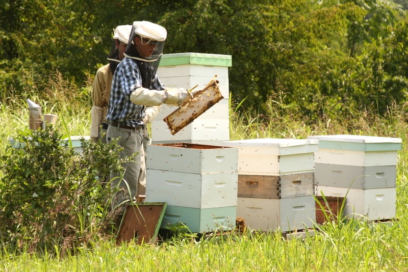 RAW Honey from Honey Brook Farms