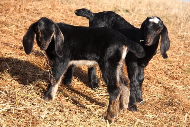 Baby Goats