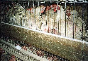 Raising Quality Food&hellip;.its worth it!