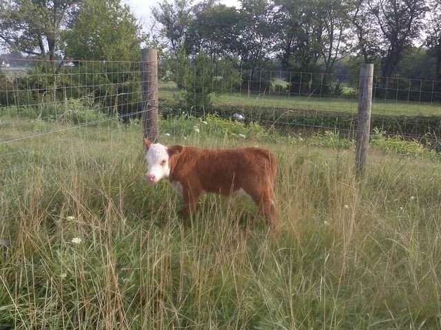 Orphaned Baby Calf